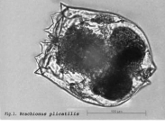 Brachionus plicatilis