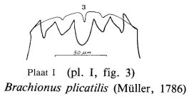 Brachionus plicatilis