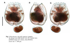Brachionus plicatilis