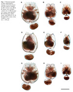 Brachionus plicatilis