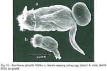 Brachionus plicatilis