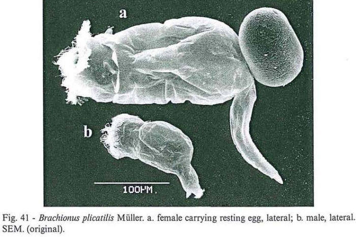 Brachionus plicatilis Brachionus plicatilis