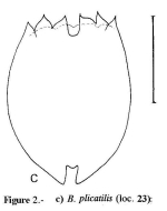 Brachionus plicatilis