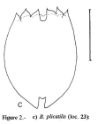 Brachionus plicatilis