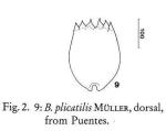 Brachionus plicatilis