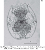 Brachionus plicatilis