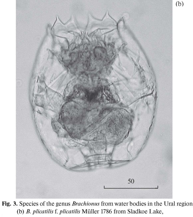 Brachionus plicatilis Brachionus plicatilis