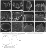 Brachionus plicatilis