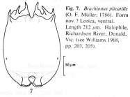 Brachionus plicatilis