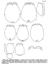 Brachionus plicatilis