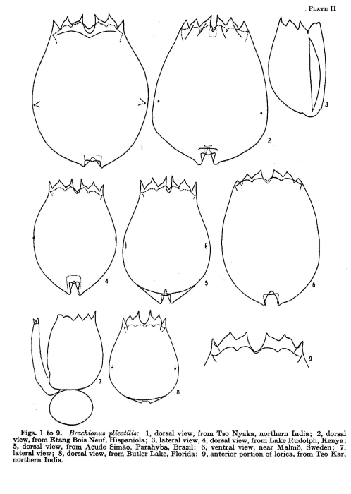 Brachionus plicatilis Brachionus plicatilis