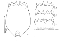 Brachionus plicatilis
