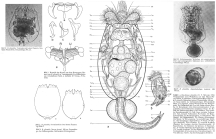 Brachionus plicatilis