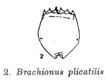 Brachionus plicatilis