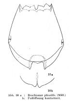 Brachionus plicatilis