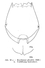 Brachionus plicatilis