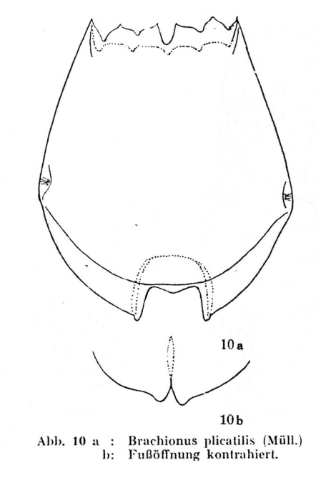Brachionus plicatilis Brachionus plicatilis