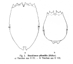 Brachionus plicatilis