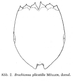 Brachionus plicatilis