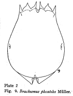 Brachionus plicatilis