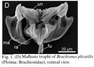 Brachionus plicatilis