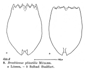 Brachionus plicatilis