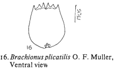 Brachionus plicatilis