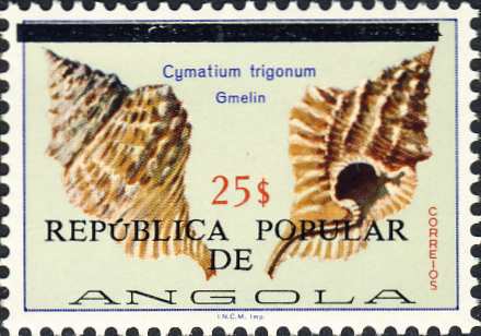 Cymatium trigonum Cymatium trigonum