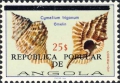 Mollusca (molluscs)