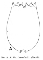 Brachionus plicatilis