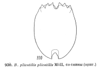Brachionus plicatilis