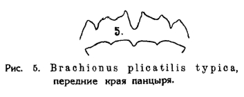 Brachionus plicatilis