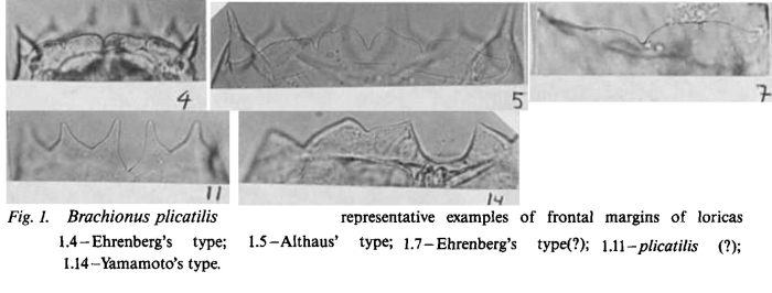 Brachionus plicatilis Brachionus plicatilis