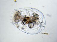 Brachionus plicatilis