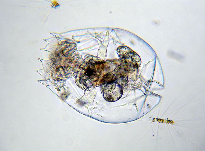 Brachionus plicatilis Brachionus plicatilis