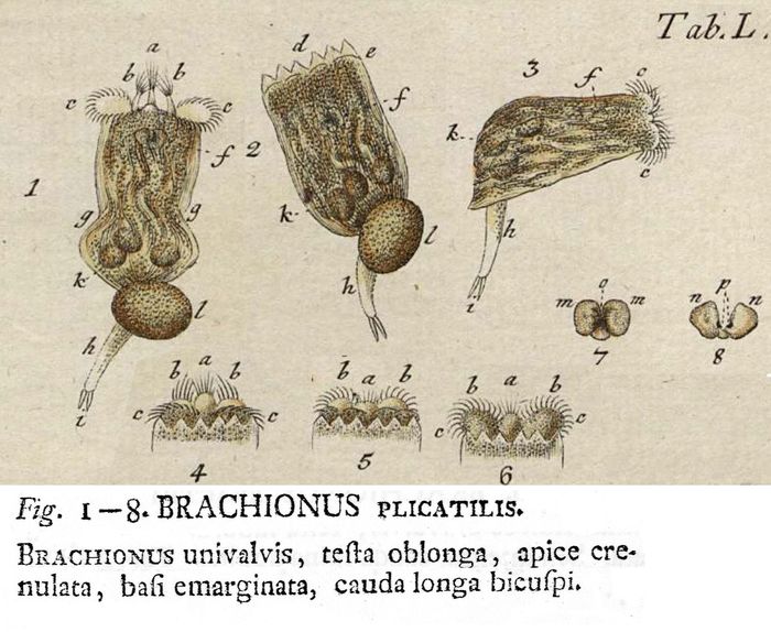Brachionus plicatilis - Original description image