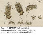 Brachionus plicatilis