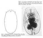 Brachionus plicatilis colongulaciensis
