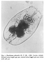 Brachionus plicatilis colongulaciensis