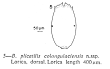 Brachionus plicatilis colongulaciensis - Original description image