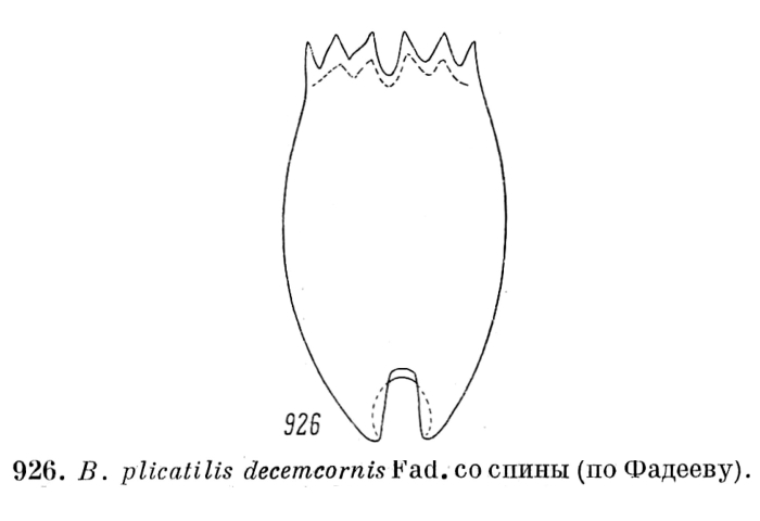 Brachionus plicatilis decemcornis