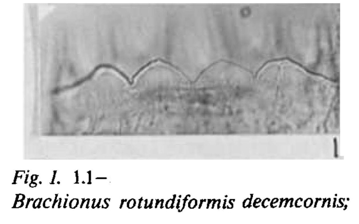 Brachionus plicatilis decemcornis