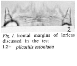 Brachionus plicatilis estonianus - Original description image