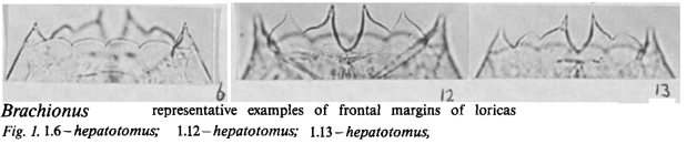 Brachionus plicatilis f. hepatotomus