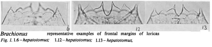 Brachionus plicatilis f. hepatotomus Brachionus plicatilis f. hepatotomus