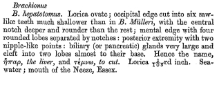 Brachionus plicatilis f. hepatotomus - Original description image