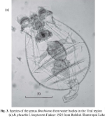 Brachionus plicatilis longicornis