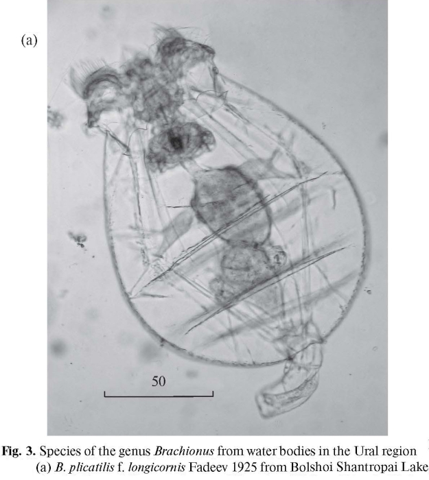 Brachionus plicatilis longicornis
