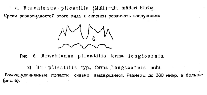 Brachionus plicatilis longicornis - Original description image