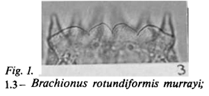 Brachionus plicatilis var. murrayi